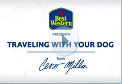 Pet Travel Tips from Cesar Millan